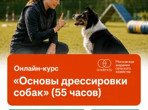 Онлайн-курс Основы дрессировки собак (55 часов)