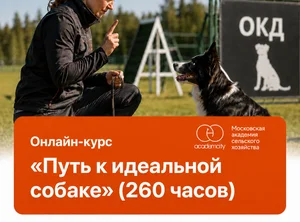 Онлайн-курс Путь к идеальной собаке (260 часов)