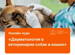 Онлайн-курс Дерматология в ветеринарии собак и кошек