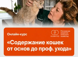 Онлайн-курс Содержание кошек от основ до проф. ухода